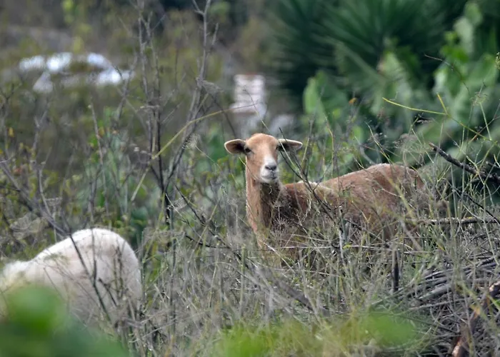 Rural La Hacienda Отель Лос-Силос